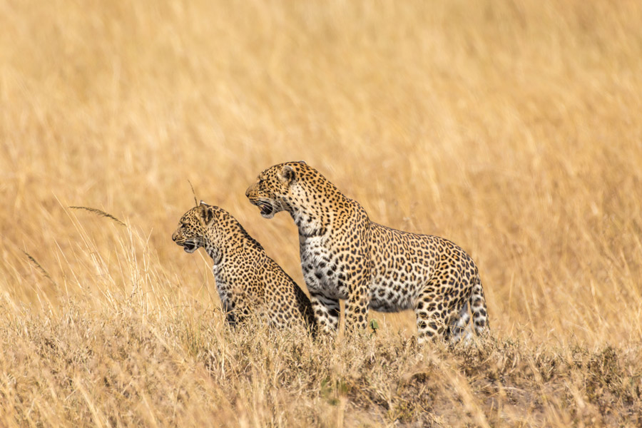 Giving Back to Tanzania