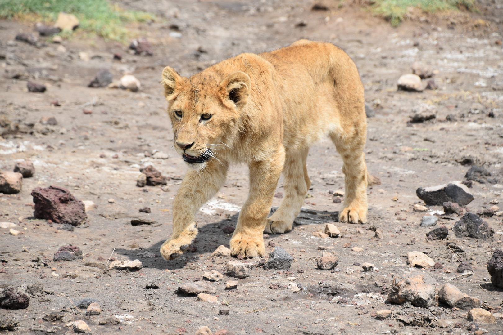 Lake Manyara Tree-Climbing Lions & Rift Valley Safari