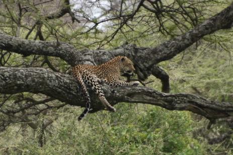 Saadani National Park