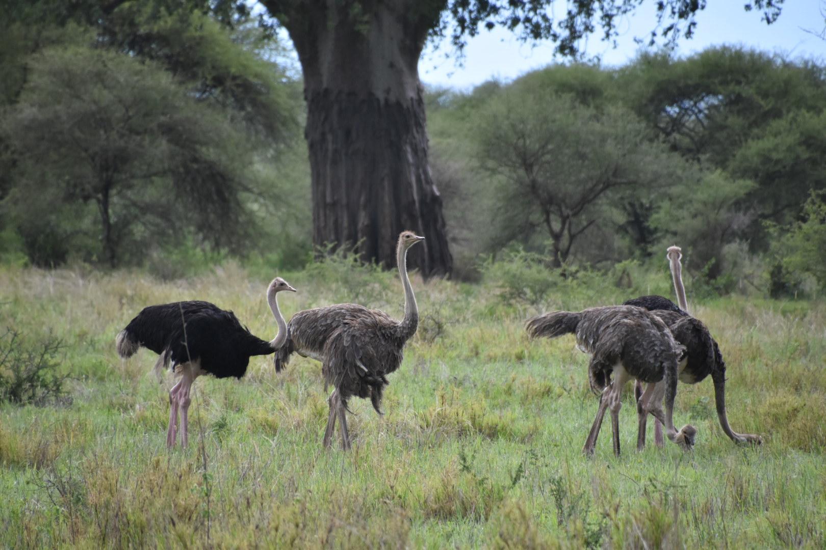 Mikumi National Park