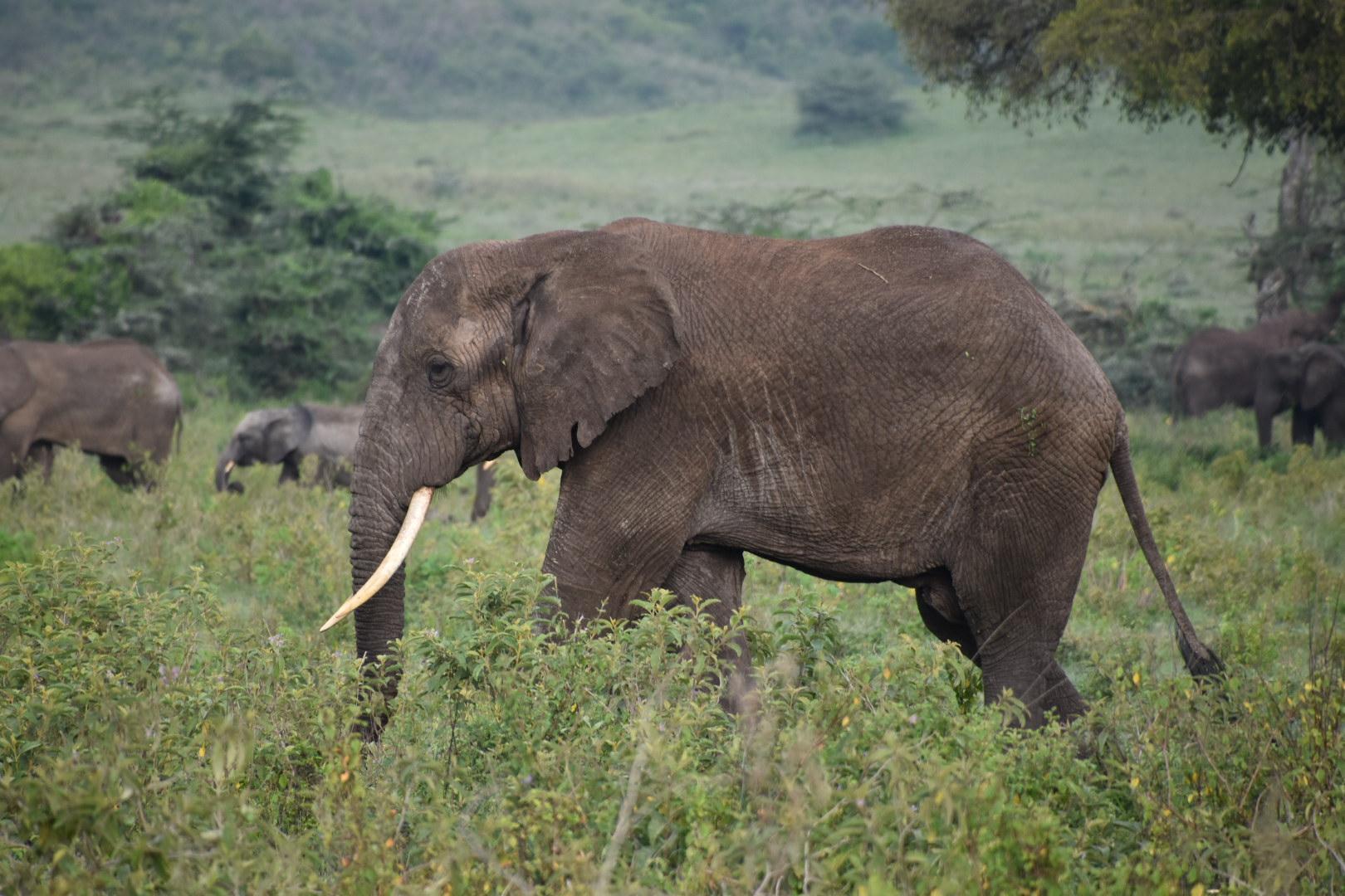 Mkomazi National Park