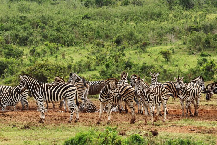 Tarangire National Park